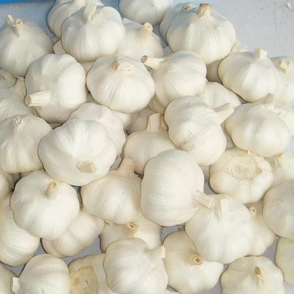 Garlic